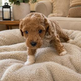 Cogburn - Red  male Poodle puppy in Lance Creek, Wyoming from CK Poodles LLC