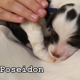 Bernedoodle, Cavapoo, and Poodle Puppies from Liberty Farms Puppies