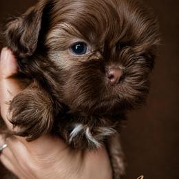 Aria is priced at 3250 - Liver female Shih Tzu puppy in Kempner, Texas from Shih Tzu Reign