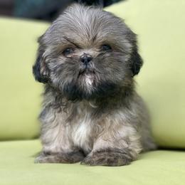 Boy 4 Ace - Liver male Shih Tzu puppy in Troy, Michigan from "Shihtzu Best Friend"