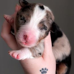 Bliss - Blue merle female Australian Shepherd puppy in Georgetown, Texas from River Reign Australian Shepherds