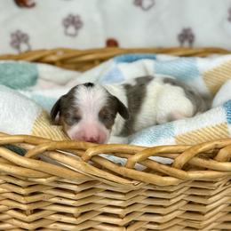 Mando - Dapple male Dachshund puppy in Boon, Michigan from Michiana Dachshunds