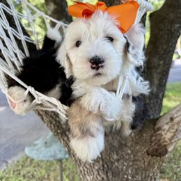 Orange Collar - Black and white female Sheepadoodle puppy in Camden, North Carolina from Luv My Doodle