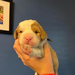 Bowser-Black - Yellow and white male Bernedoodle puppy in Casper, Wyoming from 307 Doodles