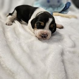 Gray boy - Blue tan and white male Beagle puppy in Lore City, Ohio from Loves Kennel