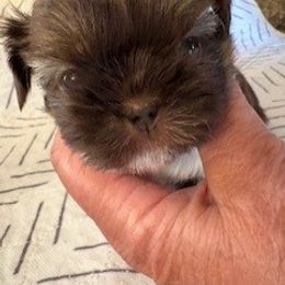 Yoda - Liver and white male Shih Tzu puppy in Modoc, Kansas from Karla Sauer