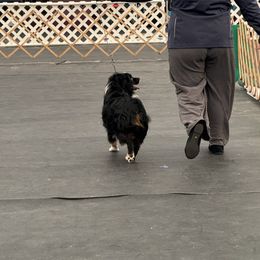 Gatlin - Miniature Australian Shepherd