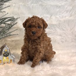 Crew - Red male Maltipoo puppy in Greenfield, Iowa from Sugar Plum Puppies
