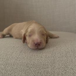 Oliver - Cream male Dachshund puppy in Alpine, California from Christie's Doxies