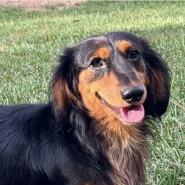 Vince - Dachshund