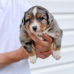 Australian Shepherd Puppies from Ember Aussies NJ/NY/PA