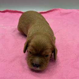 Girl 3 - female Cavalier King Charles Spaniel puppy in Burke, New York from Patti’s Puppies