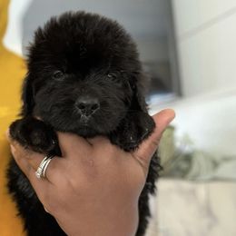 Newfoundland Puppies from Knallhart Kennels