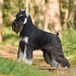 Bruno - Miniature Schnauzer