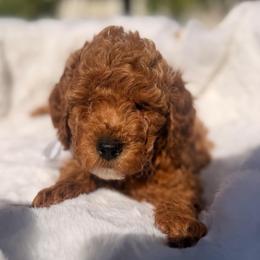 Cupey Cake - Apricot male Goldendoodle puppy in Shingle Springs, California from Creamy Retrievers