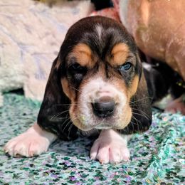 Eve - Black brown and white female Basset Hound puppy in Big Rapids, Michigan from Basket Hound Bassets