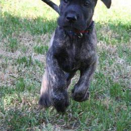 Great Dane Puppies from DaneDreams