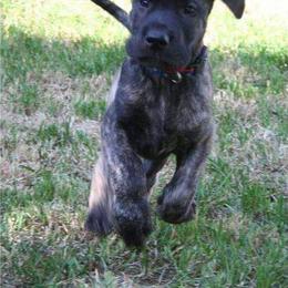 Great Dane Puppies from DaneDreams