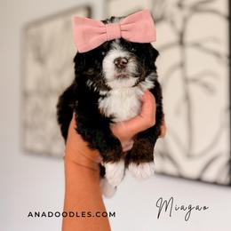 Miagao - Tri-color female Bernedoodle puppy in Cold Spring, Minnesota from A.N.A. Doodles