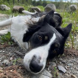 Border Collie All Grown Up from Border Collie LLC