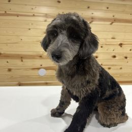 Miney - Red merle female Aussiedoodle puppy in Payson, Utah from Country Sky Doodles