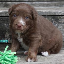 Moose - Red tri-color male Australian Shepherd puppy in Burbank, South Dakota from Dakota Rose Aussies