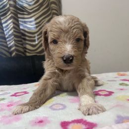 Tucker - Cream male Goldendoodle puppy in Centralia, Missouri from Oodles Of Doodles Mo.