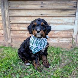 Kale - Tri-color male Bernedoodle puppy in Gilbert, Arizona from San Tan Doodles
