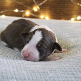 Luna - White and gold female Bordoodle puppy in Ashland, Ohio from Cherry Blossom Doodles