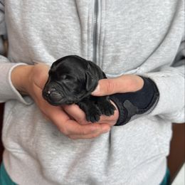 Black Male, one white toe - Black male Bernedoodle puppy in Constableville, New York from Zehr’s Labradoodles & Bernedoodles