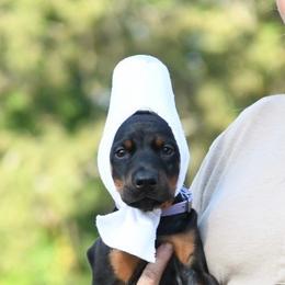 Echo - Black and rust female Doberman Pinscher puppy in Overton, Texas from Obsidian Kennel