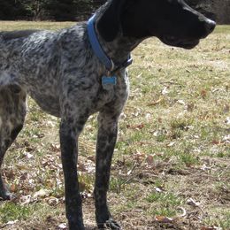 German Shorthaired Pointers from Prairie Sunrise Kennel