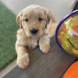 Golden Retriever Puppies from Golden Star Ranch Retrievers