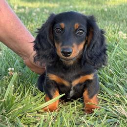 Pistachio - Black and tan male Dachshund puppy in Red Bud, Illinois from Midwest Miniature Dachshunds
