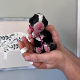 Abby - Tri-color female Bernedoodle puppy in Annandale, New Jersey from KN Mini Goldendoodles
