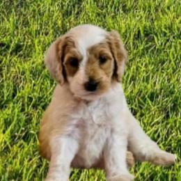 Bernedoodle and Goldendoodle Puppies from Sutton Place Poodles and Doodles