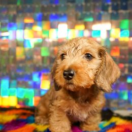 American Corgi, Dachshund, and Pembroke Welsh Corgi Puppies from Shining A Lowriders & Co.