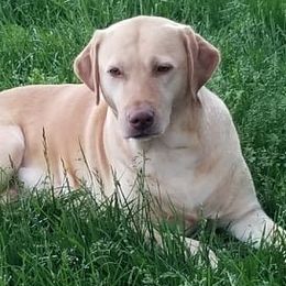 Labrador Retrievers from Kinze's Kennel