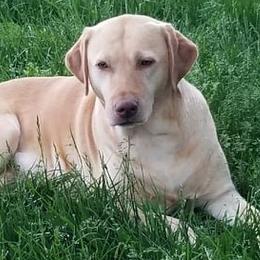 Labrador Retrievers from Kinze's Kennel