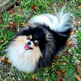 Rapper - Pomeranian