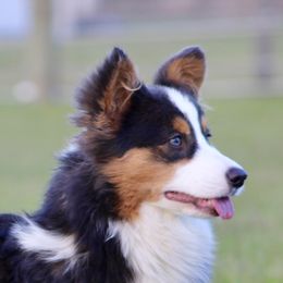American Corgis, Border Collies, and Pembroke Welsh Corgis from Cowtown Corgis & Border Collies