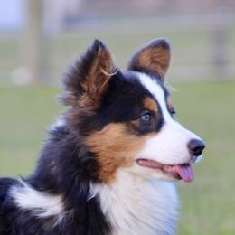 American Corgis, Border Collies, and Pembroke Welsh Corgis from Cowtown Corgis & Border Collies