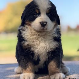 Nico - Black rust and white male Bernese Mountain Dog puppy in New Haven, Indiana from Milan Berners