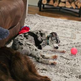 Ducky - Blue merle female Australian Shepherd puppy in Montrose, Iowa from A-J Farms Iowa