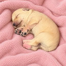 Twilight - Wheaten female Miniature Schnauzer puppy in Daisetta, Texas from Winfree’s Schnauzers