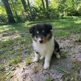 Riley - Black white and tan female Collie puppy in Buchanan, Georgia from Lacey's Lassies