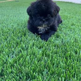 Sneezy - Black and white male Shih Tzu puppy in Porterville, California from Moore Shih Tzus