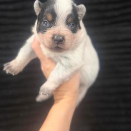 Blackout - Blue speckled male Australian Cattle Dog puppy in Rosharon, Texas from 4Surge Cattle Dogs
