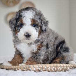 Ollie - Blue merle male Bernedoodle puppy in Apple Creek, Ohio from Kathryn Troyer