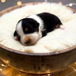 Arden - Black tri-color male Australian Shepherd puppy in Statesville, North Carolina from Charming Australian Shepherds